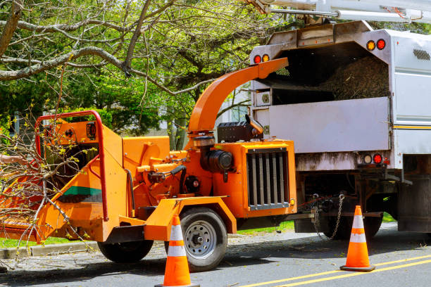 The Steps Involved in Our Tree Care Process in Lorena, TX